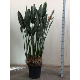 Strelitzia Reginae XXL - 200cm - ø50 (8721055694168)