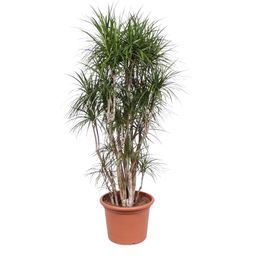 Dracaena Marginata vertakt - 220 cm - ø40 (8721055690252)