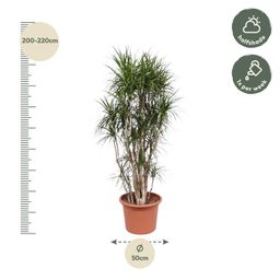 Dracaena Marginata vertakt - 220 cm - ø40 (8721055690252)