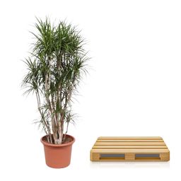 Dracaena Marginata vertakt - 220 cm - ø40 (8721055690252)