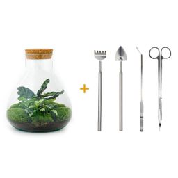 DIY terrarium - Sammie Calathea - Rake + Shovel + Tweezer + Scissors (8720726958028)