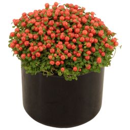 Nertera Granadensis 'Astrid' TGW Zwart (25284)