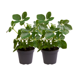 Schefflera Arboricola - 2 stuks (25571)