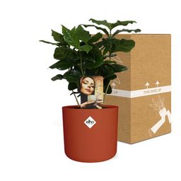 Coffea Arabica in ELHO b.for soft rond 14cm brique (21470)