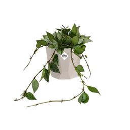 Hoya Krohniana Eskimo in ELHO b.for rock 14 cm warm grey (21769)