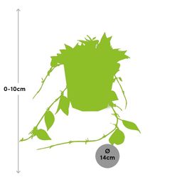 Hoya Krohniana Eskimo in ELHO b.for rock 14 cm warm grey (21769)