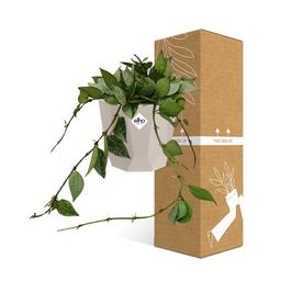 Hoya Krohniana Eskimo in ELHO b.for rock 14 cm warm grey (21769)