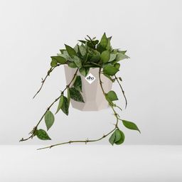 Hoya Krohniana Eskimo in ELHO b.for rock 14 cm warm grey (21769)