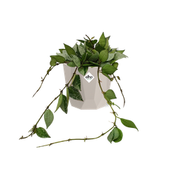 Hoya Krohniana Eskimo in ELHO b.for rock 14 cm warm grey (21769)