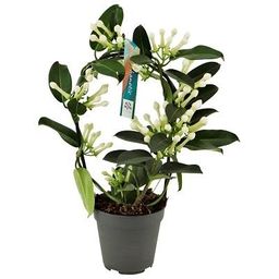 Stephanotis Boog 9-10 Tros P12 (25280)