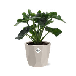 Philodendron Atom in ELHO b.for rock 14 cm warm grey (21631)