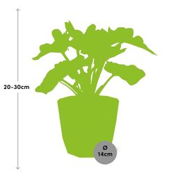 Philodendron Atom in ELHO b.for rock 14 cm warm grey (21631)