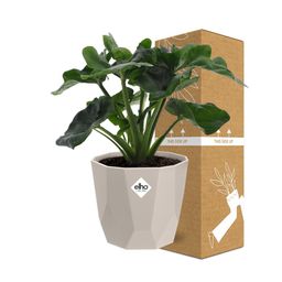 Philodendron Atom in ELHO b.for rock 14 cm warm grey (21631)