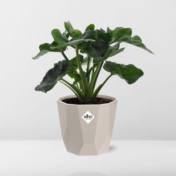 Philodendron Atom in ELHO b.for rock 14 cm warm grey (21631)