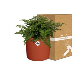 Asplenium Parvati in ELHO b.for soft rond 14cm brique (21781)