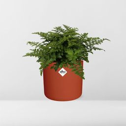 Asplenium Parvati in ELHO b.for soft rond 14cm brique (21781)