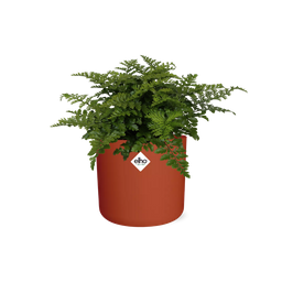 Asplenium Parvati in ELHO b.for soft rond 14cm brique (21781)