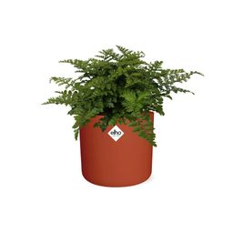 Asplenium Parvati in ELHO b.for soft rond 14cm brique (21781)