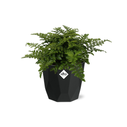 Asplenium Parvati in 14cm b.for rock living black (21765)