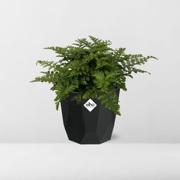 Asplenium Parvati in 14cm b.for rock living black (21765)