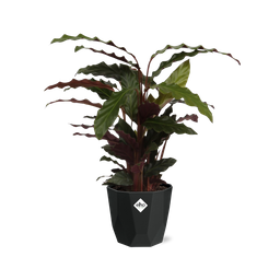 Calathea Rufibarba ‘Tropistar’ in 14cm b.for rock living black (21762)