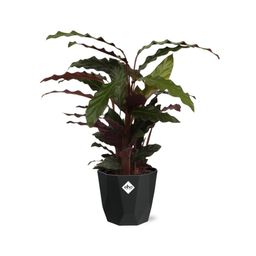 Calathea Rufibarba ‘Tropistar’ in 14cm b.for rock living black (21762)