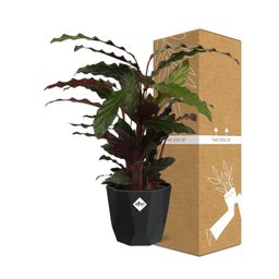 Calathea Rufibarba ‘Tropistar’ in 14cm b.for rock living black (21762)