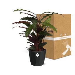 Calathea Rufibarba ‘Tropistar’ in 14cm b.for rock living black (21762)