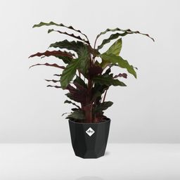 Calathea Rufibarba ‘Tropistar’ in 14cm b.for rock living black (21762)