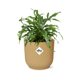 Microsorum Diversifolium in ELHO Vibes Fold 14cm geel (21793)