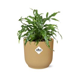 Microsorum Diversifolium in ELHO Vibes Fold 14cm geel (21793)