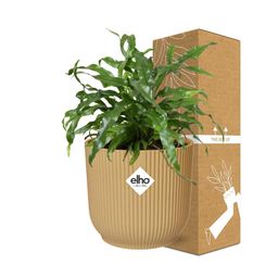 Microsorum Diversifolium in ELHO Vibes Fold 14cm geel (21793)