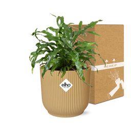 Microsorum Diversifolium in ELHO Vibes Fold 14cm geel (21793)
