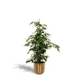Ficus benjamina Danielle - Pot Mayk Gold (8720634289757)