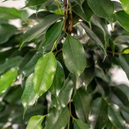 Ficus benjamina Danielle - Pot Mayk Gold (8720634289757)