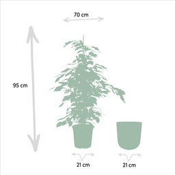 Ficus benjamina Danielle - Pot Mayk Gold (8720634289757)