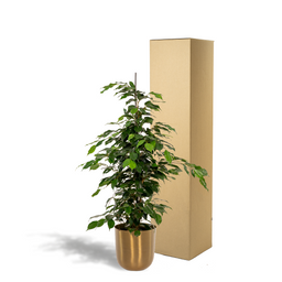 Ficus benjamina Danielle - Pot Mayk Gold (8720634289757)