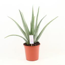 Aloe Vera P24 (22647)