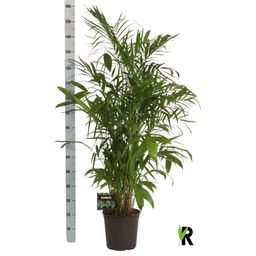 Chamaedorea Seifrizii (28712)