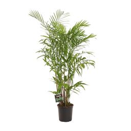 Chamaedorea Seifrizii (28712)