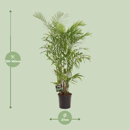 Chamaedorea Seifrizii (28712)