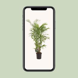 Chamaedorea Seifrizii (28712)