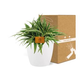 Chlorophytum Ocean 15cm in ELHO brussels 16 cm round white (23223)