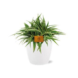 Chlorophytum Ocean 15cm in ELHO brussels 16 cm round white (23223)
