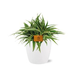 Chlorophytum Ocean 15cm in ELHO brussels 16 cm round white (23223)