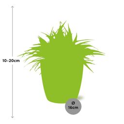 Chlorophytum Ocean 15cm in ELHO brussels 16 cm round white (23223)