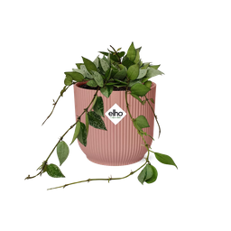 Hoya Krohniana Eskimo in ELHO Vibes Fold 14cm roze (21795)