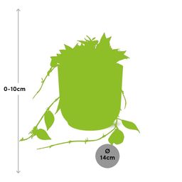 Hoya Krohniana Eskimo in ELHO Vibes Fold 14cm roze (21795)