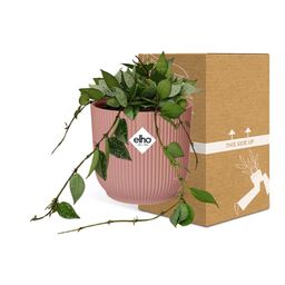 Hoya Krohniana Eskimo in ELHO Vibes Fold 14cm roze (21795)