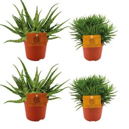 2x Aloe Spider + 2x Senecio Himalaya - 4 stuks - Ø10.5cm (23203)